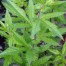 Gillenia stipulata
