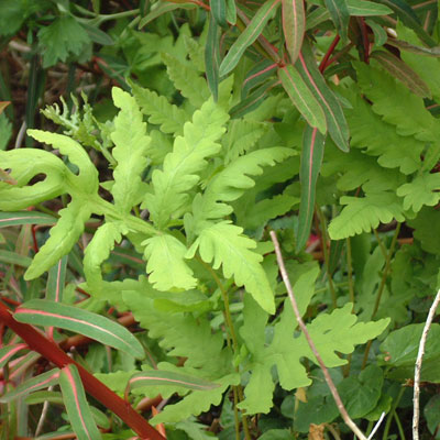 Onoclea sensilbilis - sensitive fern