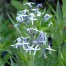 Amsonia tabernaemontana