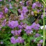 Geranium x cantabrigiense 'Cambridge'