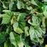 Begonia grandis subsp. evansiana 'Alba'