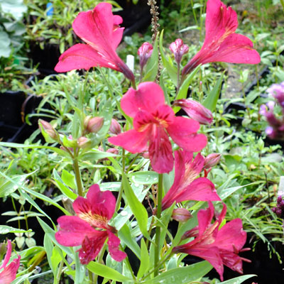 Alstroemeria 'Tessa'