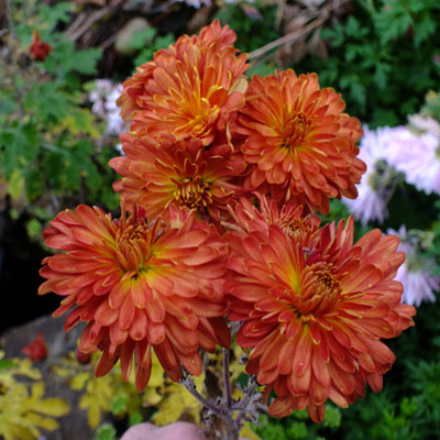 Chrysanthemum 'Chelsea Physic Garden'