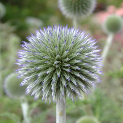 Echinops ritro subsp. ruthenicus 'Platinum Blue' - Dorset Perennials