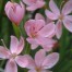 Hesperantha coccinea 'Mollie Gould'