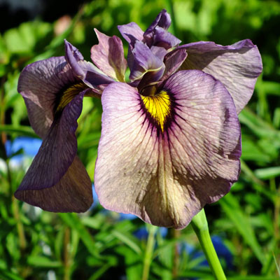 Iris 'Yasha' (pseudata)