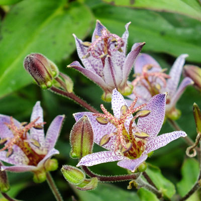 Tricyrtis formosana 'Spotted Toad'