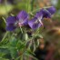 Geranium phaeum 'Margaret Wilson'