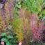 Amsonia hubrichtii