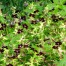 Geranium phaeum ‘Springtime’