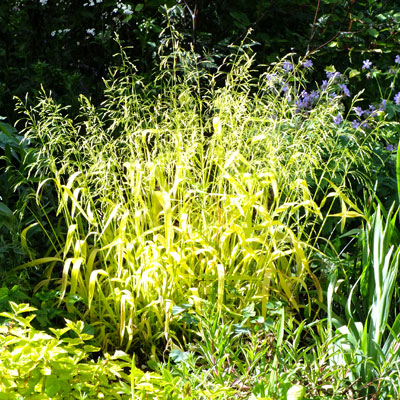 Milium effusum ‘Aureum’ – Bowles Golden Grass