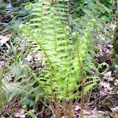 Polystichum setiferum - Soft Shield Fern