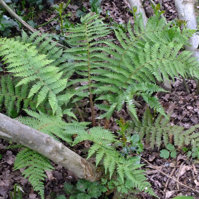 Polystichum setiferum - Soft Shield Fern