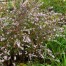 Aster lateriflorus 'Lady in Black'