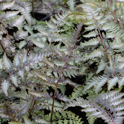 Athyrium niponicum var. pictum ‘Pewter Lace’