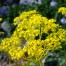 Patrinia scabiosifolia