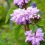 Phlomis tuberosa ‘Amazone’