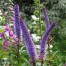 Veronicastrum ‘Red Arrows’