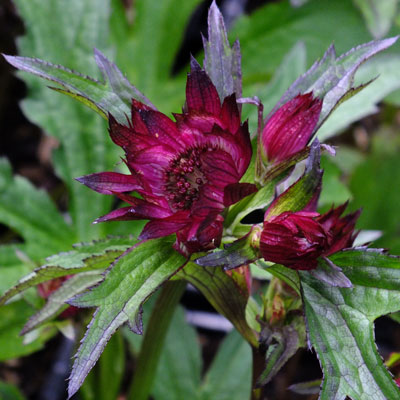 Astrantia ‘Burgundy Manor’