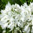 Agapanthus 'White Heaven'