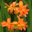 Crocosmia 'Zambesi'