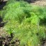 Ferula communis (Giant Fennel)