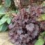 Heuchera 'Plum Pudding'