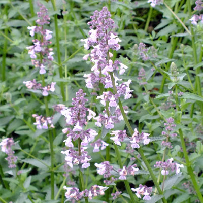 Nepeta racemosa ‘Amelia’