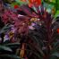 Euphorbia x martini Miner's Merlot - Dorset Perennials