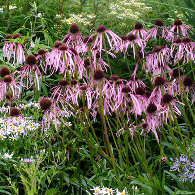 Echinacea pallida